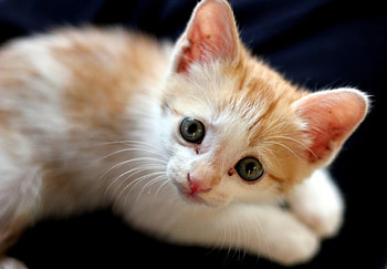 Cat, kitten, kitty, cats, cute, beautiful, paws, sleeping, cat face, pretty, animals, face, lovely, hat HD wallpaper