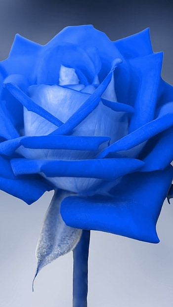 Blue Rose, Abstract, Flower, background HD phone wallpaper