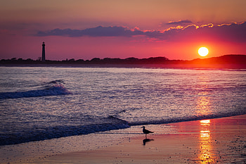 Bird Sea Shore Sunset , shore, sea, sunset, nature HD wallpaper