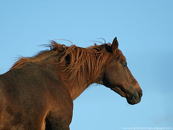 Horse, red horse, majestic, horses, animals HD wallpaper
