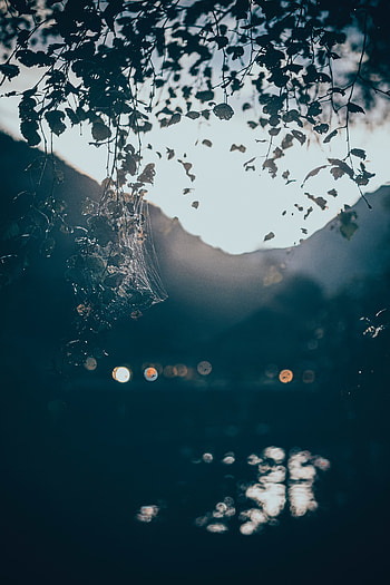 Nature, Web, Glare, Shine, Light, Blur, Smooth, Branches, Boquet, Bokeh HD phone wallpaper