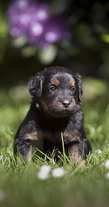 Cute adorable puppy, Lush grass, Beautiful scenery, Vibrant colors HD phone wallpaper