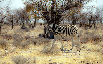 Animals, Nature, Zebra, Africa HD wallpaper
