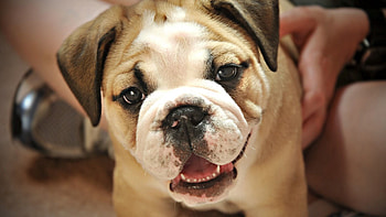 Animals, Dog, Muzzle, Nice, Sweetheart, Puppy, Small, Petite HD wallpaper