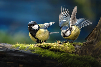 Little Birds, Pair, Nature, Birds, Moss, Cute HD wallpaper