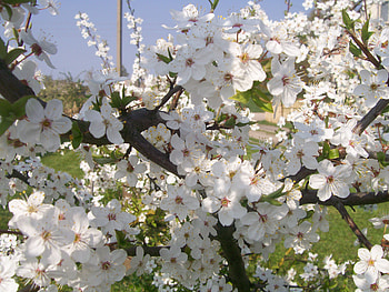 Spring, flowers HD wallpaper