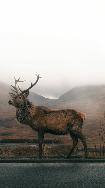 Reindeer for mobile, On-the-go enchantment, Portable beauty, Pocket-friendly allure HD phone wallpaper