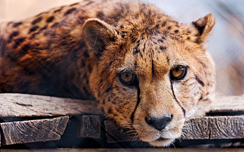 Animals, Cheetah, Muzzle, Predator, Big Cat HD wallpaper