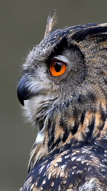 Amber Gaze: Owl , bird, Animal, owl HD phone wallpaper