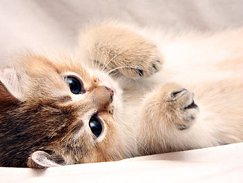 Resting cat, kitten, rest, cute, cat, kitty adorable HD wallpaper