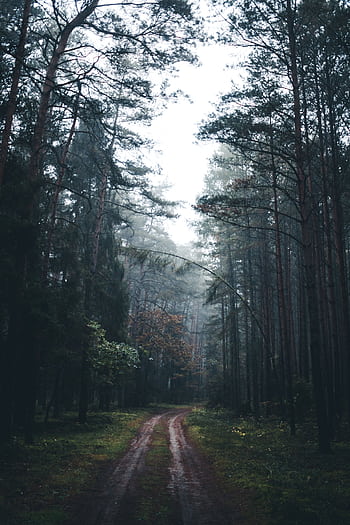 Discover the serene beauty of a misty forest path in Turawa, Poland, surrounded by tall, dense trees. HD phone wallpaper