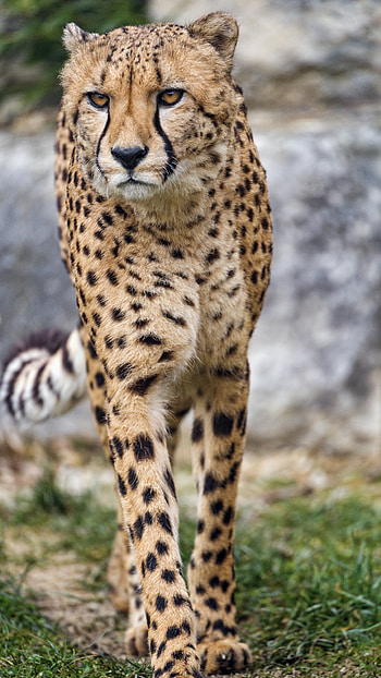 Animals, Cheetah, Predator, Big Cat, Sight, Opinion, Paws HD phone wallpaper