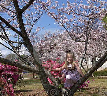 A young girl plays in a tree on a beautiful spring day, girl, spring, tree, blossoms HD wallpaper