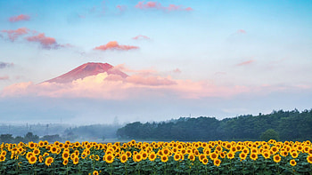 Sunflower Field at Morning Sunrise, mist, flowers, mountains, blossoms, landscape HD wallpaper