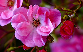 PINK FLOWERS, bud, bucket, nature, flowers, spring, twigs HD wallpaper