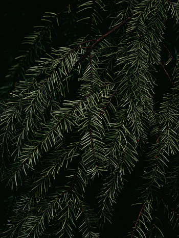 Pine tree, branches & leaves, branches HD phone wallpaper