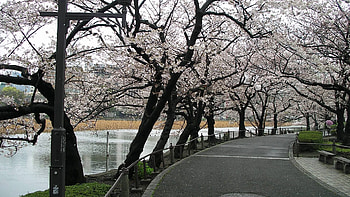 Spring, Nature, Road, Turn, Park HD wallpaper