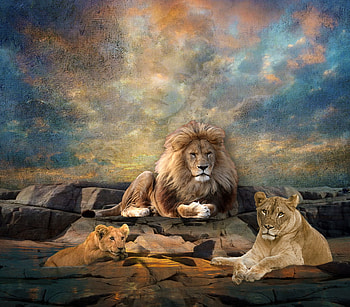 Ever Watchful, clouds, digital art, family, lions HD wallpaper