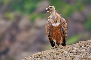 Growing vulture population, Southeastern Turkey, Griffon vulture breeding, Conservation news HD wallpaper