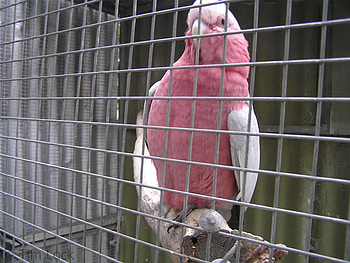 parrot, pinky, no diom, cage HD wallpaper