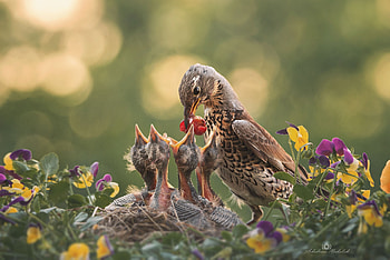 Bird Feeding, animal, Bird, babies, feeding HD wallpaper