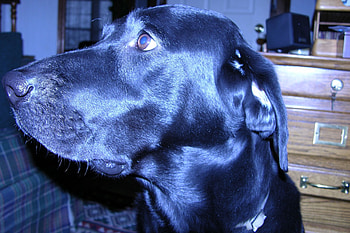 Who Me, lab, pets HD wallpaper