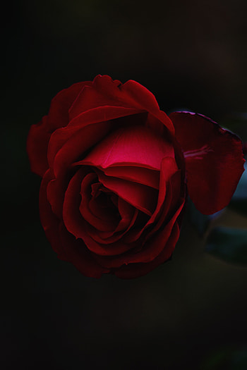 Flowers, Rose Flower, Rose, Bud HD phone wallpaper