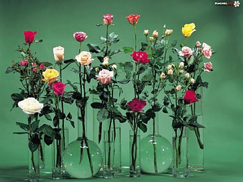 roses...roses...roses...., still life, nature, flowers, roses HD wallpaper