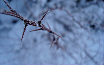 Macro, Branch, Frost, Hoarfrost, Thorns, Prickles HD wallpaper