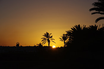 Nature, Sunset, Sun, Palms, Silhouette HD wallpaper