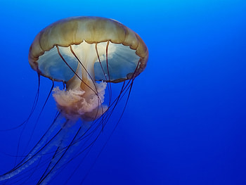 Jellyfish Underwater , jellyfish, underwater HD wallpaper