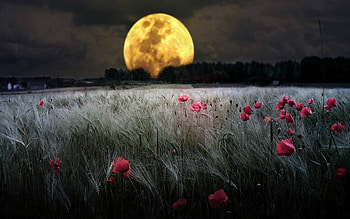 Wheat Field With Poppies, Wheat, Full Moon, Fields, Poppies, Red, Flowers, Sky HD wallpaper