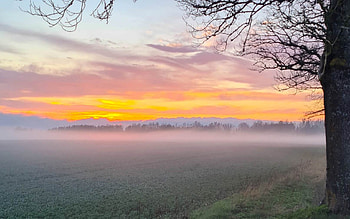 Sunrise in Latvia, mist, field, Latvia, tree, sunrise HD wallpaper