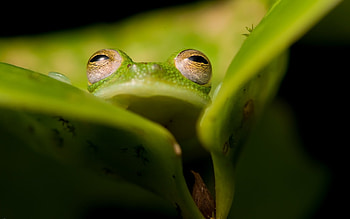 Frog, green, broasca, eyes, leaf HD wallpaper