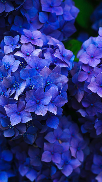 Hydrangea , Android mobile, Full , Floral beauty HD phone wallpaper