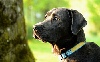 Animals, Dog, Muzzle, Profile, Green Background HD wallpaper