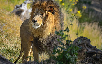 Animals, Grass, Lion, Big Cat, Stroll HD wallpaper