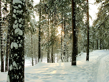 Winter, Nature, Trees, Road, Forest, Trunks, St. Petersburg, Saint Petersburg, Sestroretsk HD wallpaper