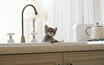 Animals, Kitty, Kitten, Kid, Tot, Kitchen, Sink HD wallpaper