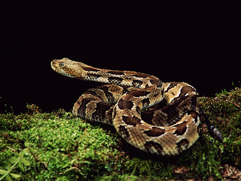 Crotalinae, snake, reptiles, animals HD wallpaper