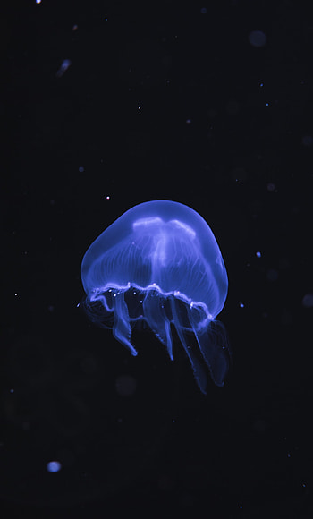 Blue jellyfish, Underwater wonder, Fish , background HD phone wallpaper