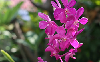 Orchids, pink, nature, flowers HD wallpaper