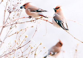 Winter story, winter, story, birdsmsnow, tree HD wallpaper