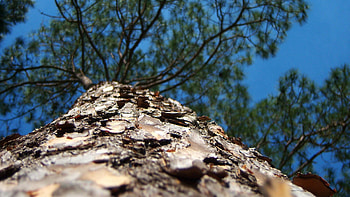 Nature, Macro, Wood, Tree, Crown, Krone, Bark, Trunk, Magnification, Increase HD wallpaper