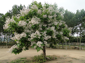 Catalpa bignonioides, Girona Catalonia, Trekearth HD wallpaper