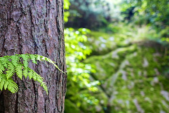 Vibrant green fern growing against a tree trunk in a lush forest setting. HD wallpaper