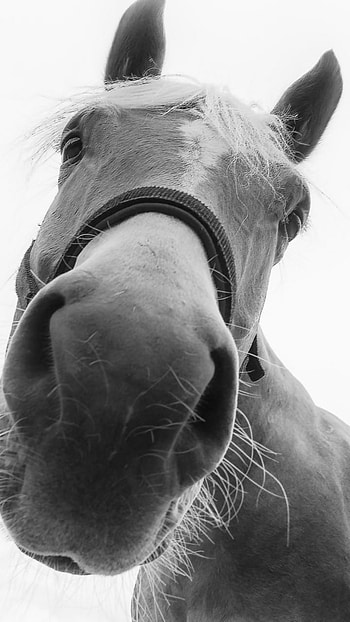 stare, monochrome, close-up, Animal, horse HD phone wallpaper