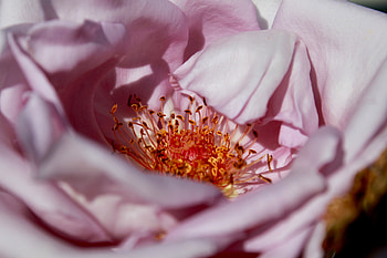 Flower, Macro, Petals HD wallpaper