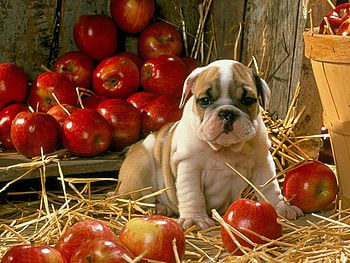 Animals, Dogs HD wallpaper