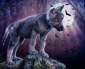 Find the way home, esterpucheart, rain, cub, tears, cute, bat, wolf, purple, halloween, at, moon, fantasy, luna, luminos, lup HD wallpaper
